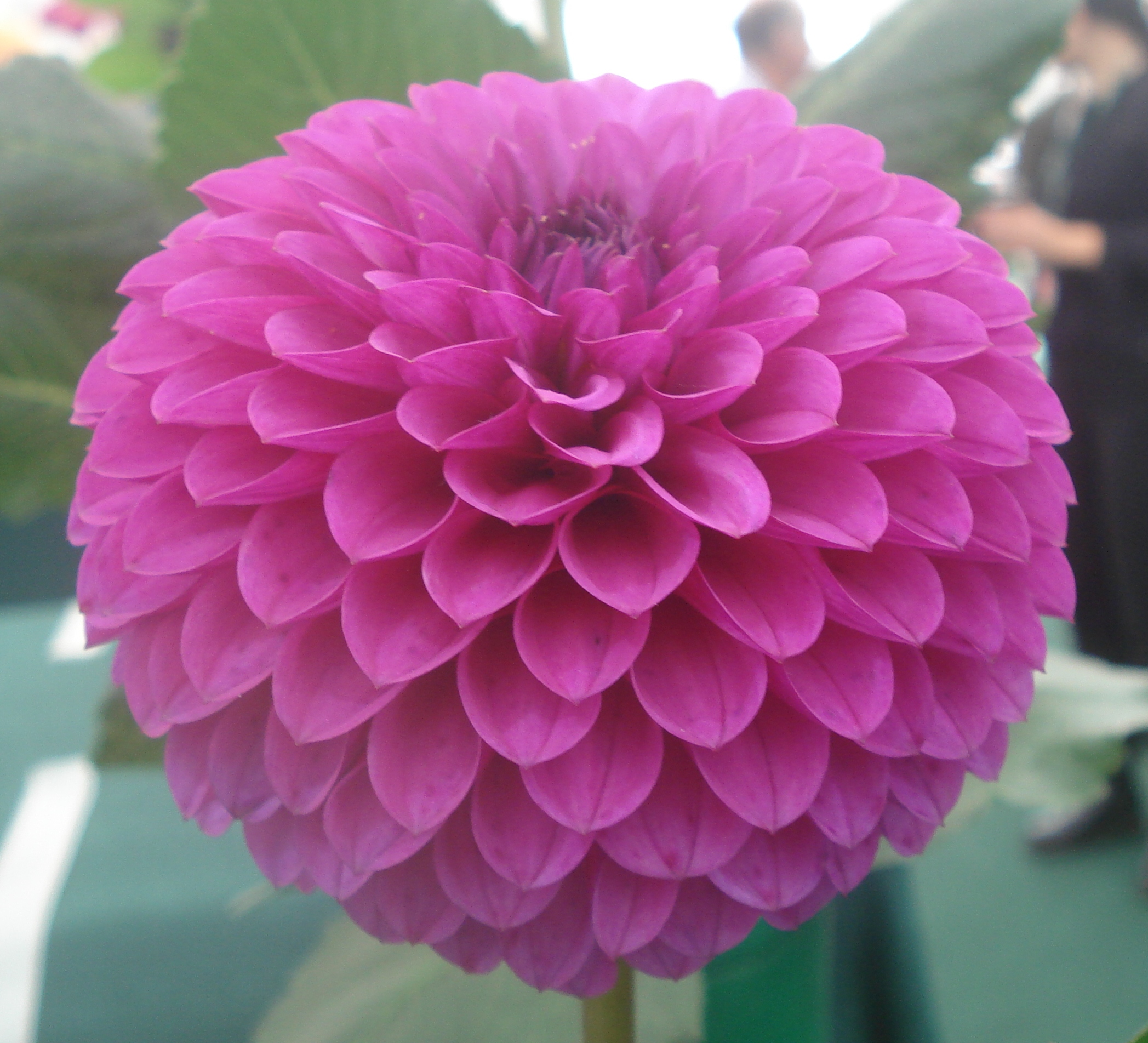 Blyton Stella.jpg (17432 bytes)